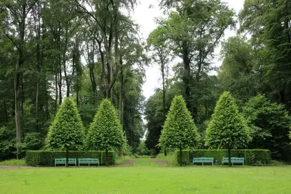 Tala y poda de árboles en altura, Burgos y provincia