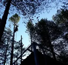 TALA Y PODA EN ALTURA DE ÁRBOLES Burgos 