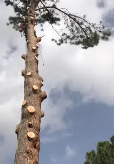 Tala y poda en altura de árboles en Burgos y provincia