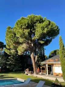 Tala y poda en Altura de árboles en Burgos y provincia